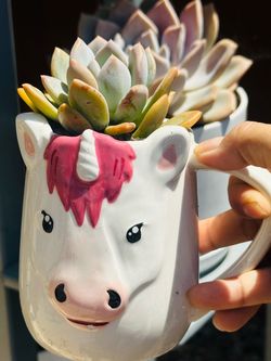 Beautiful succulents in unicorn mug