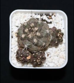 Gymnocalycium Cactus with Pups