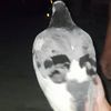 Paloma