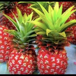 Red Mini Pineapple Fully Grown Plant 2 Gallon