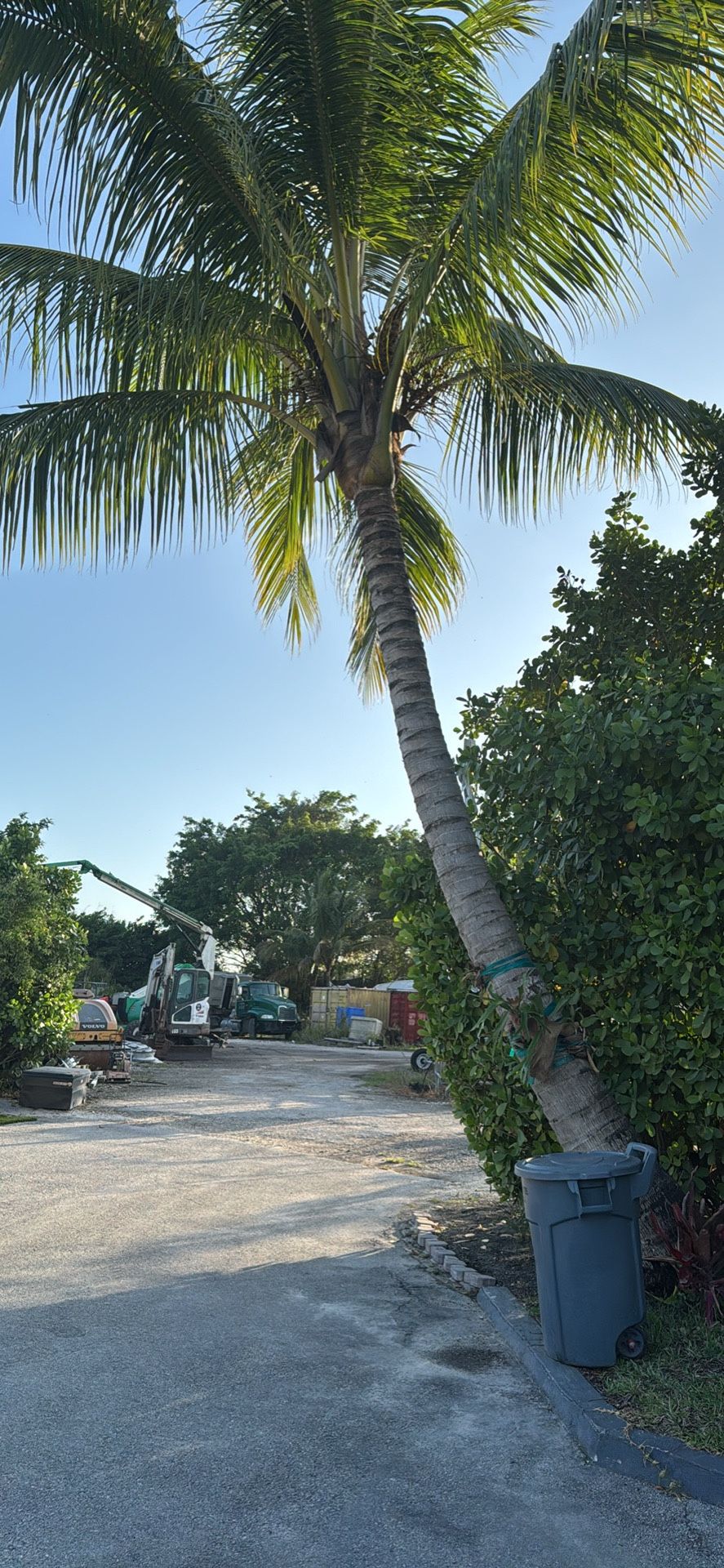 Cocoteros , Palmeras Y Cocos Frescos Para Consumo