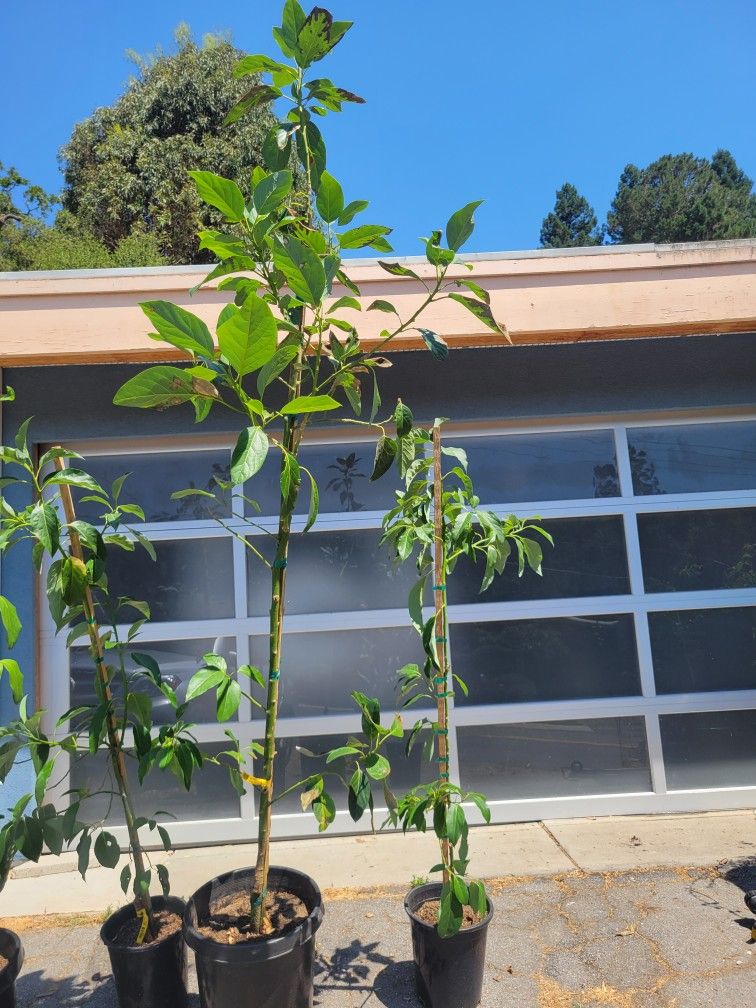 Mexicola Avocado Trees