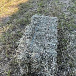Orchard grass hay