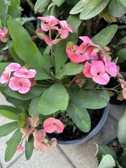 Crown of Thorns/Corona De Cristo color rosa