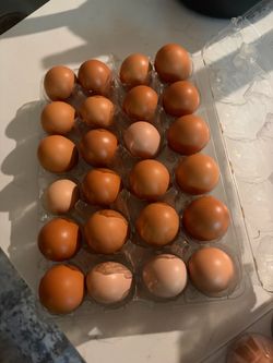 🥚 Huevos Frescos de Gallinas de Patio 🐔