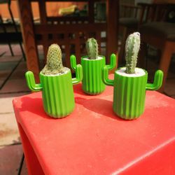 Cactus