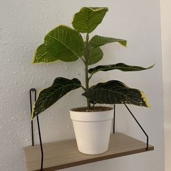 Floating shelf and plant