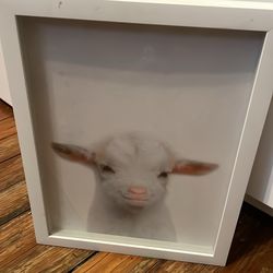 Framed Baby Goat Photograph
