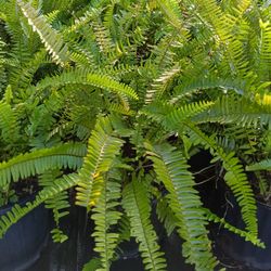 Ground Fern Plants 3gl $15🌿🌿