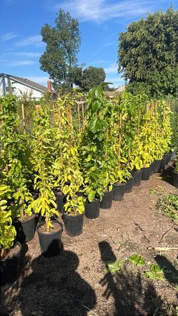 🔥🔥🔥🔥 Purple Passion Fruit 