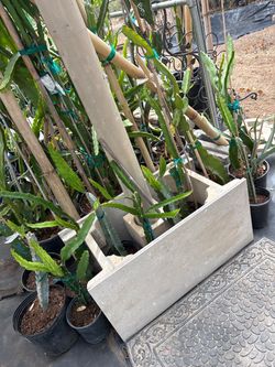 Concrete planter designed for dragon fruit