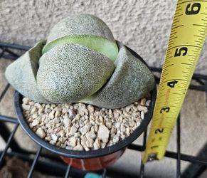 Pleiospilos Nelii