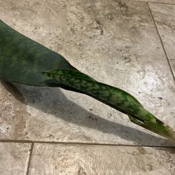 Whales Fin Sansevieria Plant