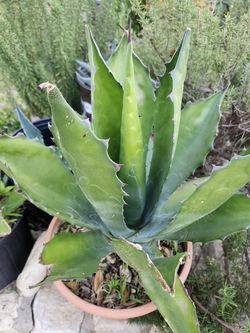 Maguey
