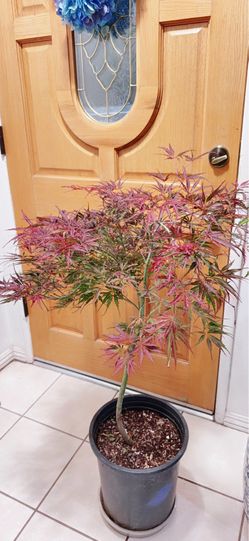 Beautiful Japanese Crimson Queen Bonsai Shapee