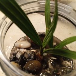 California fan palm trees babies plants