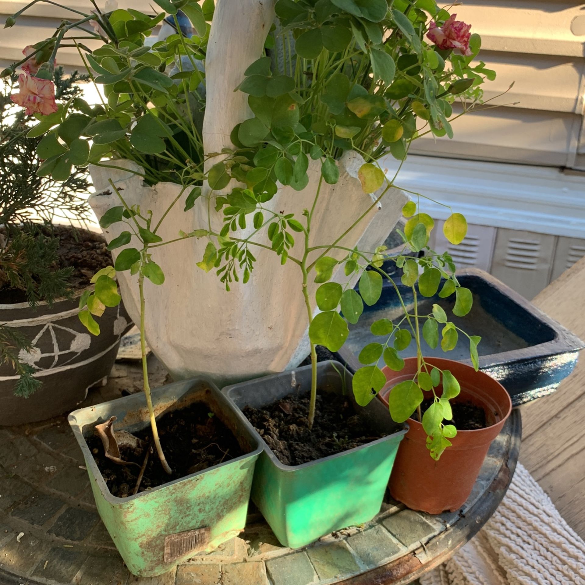 Moringa