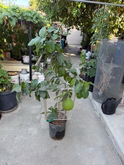 Grafted white pomelo tree