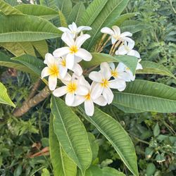 Plumerias Blancas Con Amarillo