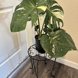 Plant Stand  For Large Trees Plants