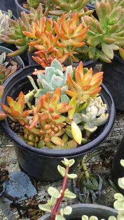 Succulents for sale