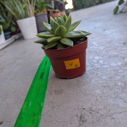 Echeveria Succulent 4