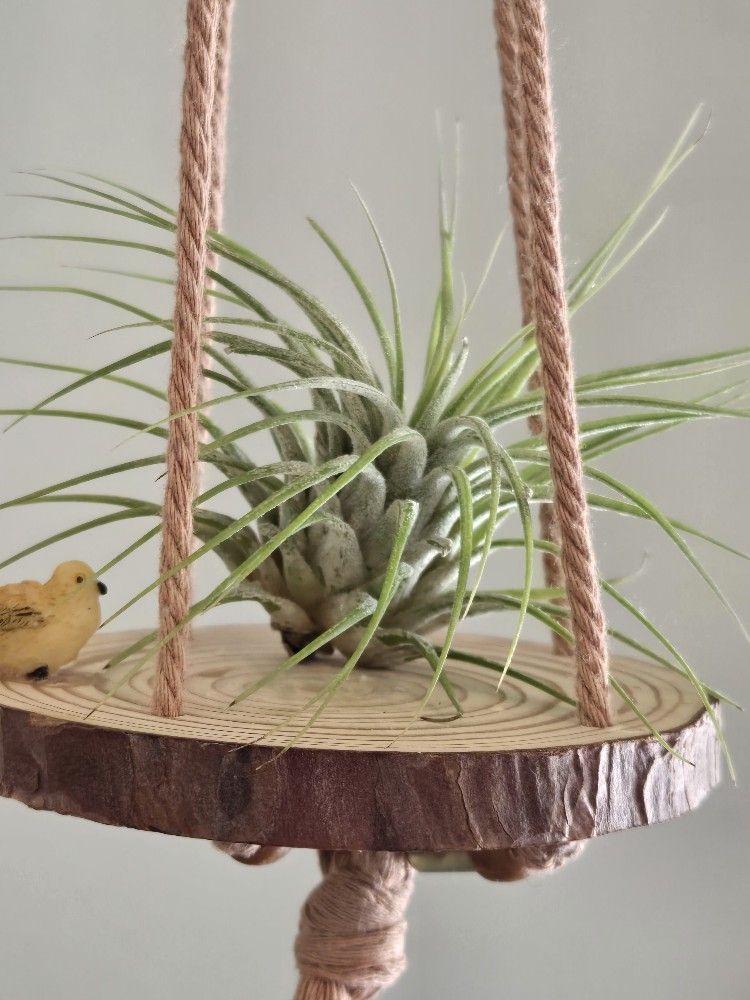 Small Hanging Airplant Holder With Bird