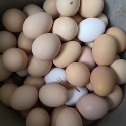 Fresh Farm Eggs - Unwashed 