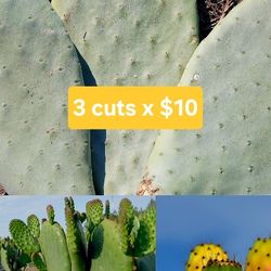 X3 Cuts , prickly pear 