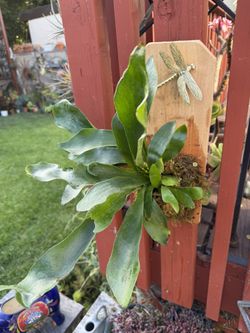 Young Staghorn Fern With Dragonfly