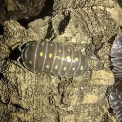 Isopods Armadillium Klugii Pudding 