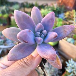 Succulents