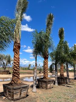Canary Island Date Palms (Phoenix canariensis)