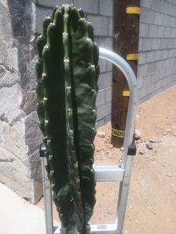 CATUS