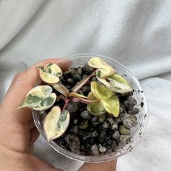 Philodendron Billietiae Variegated Small Well Rooted 