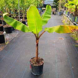 Gros Michel Banana Plant 3gal 
