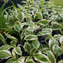 HOSTAS - HEIRLOOM- Going Fast!
