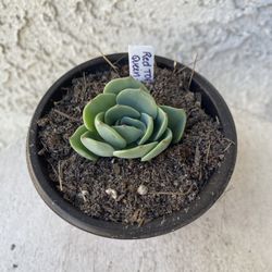 3 Inch Pot Succulent Plant - Echeveria Colorata - Red Top Queen - Rooted & Established - Drought Resistant - 🪴 