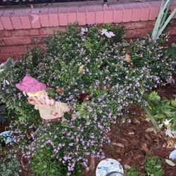 Purple Mexican Heather Plant 