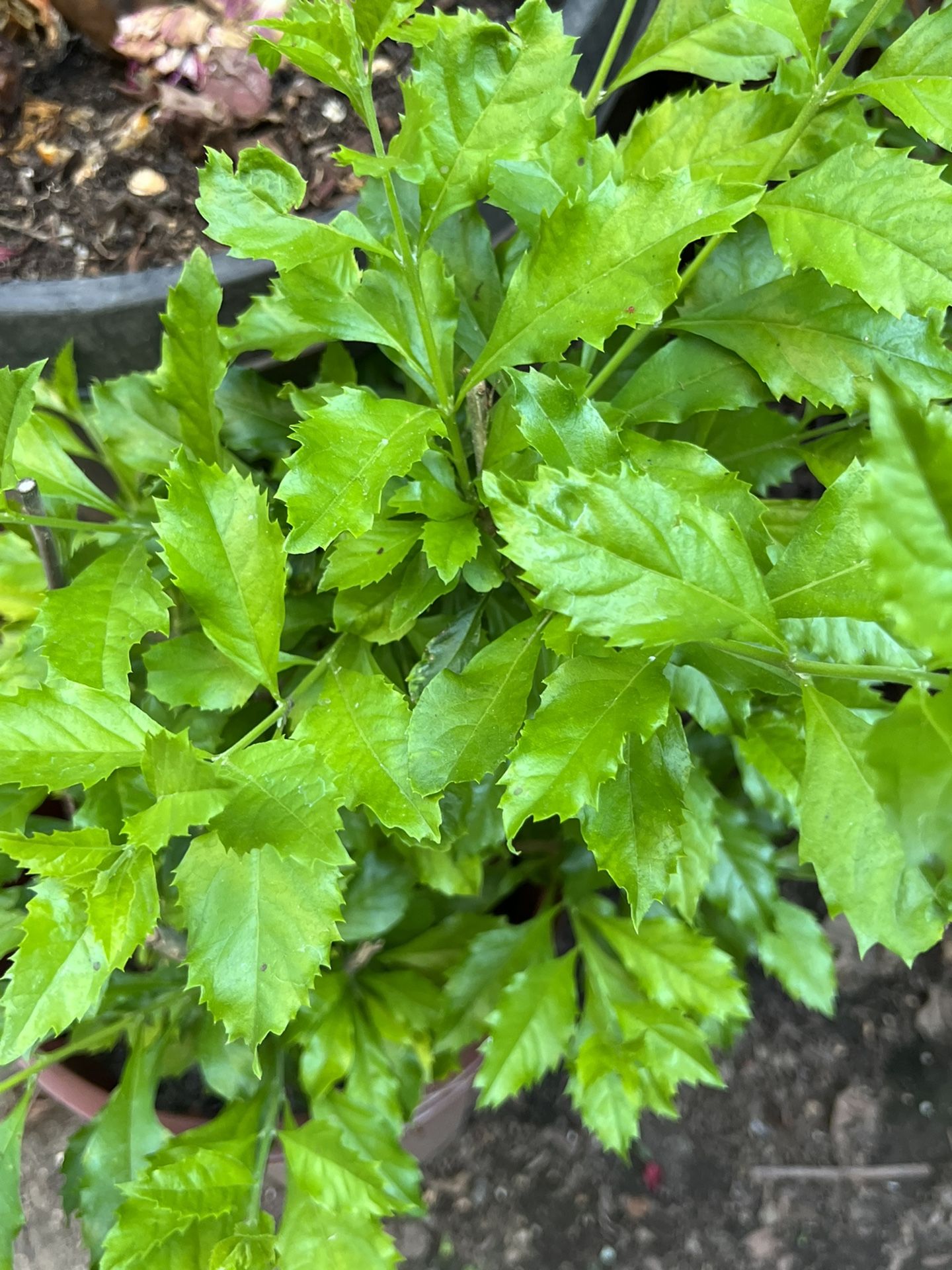 Upright ornamental Bushes With Gorgeous Purple Flowers & Hanging Succulents