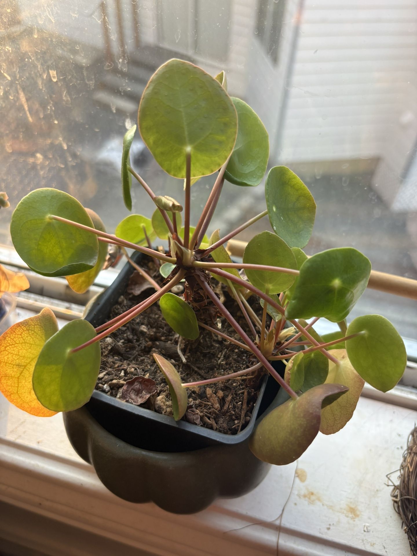 Indoor Plant - Pancake Plant