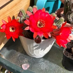 Red cactus