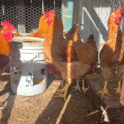 Ya Listos Para Comer En Moreno Valley