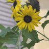 Sunflower lover 🌻 