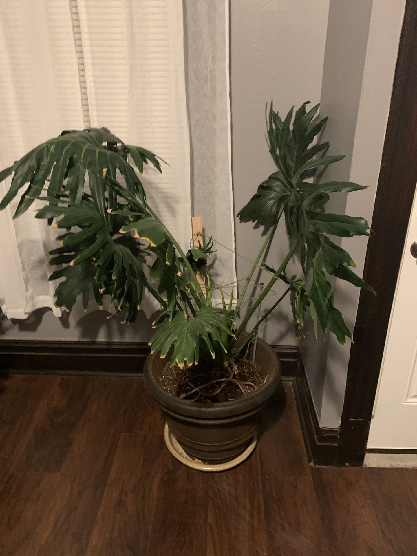 philodendron hope selloum plant need gone ASAP
