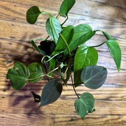 Multiple Plants Combo ( Philodendron Micans And Epipremnum Pinnatum Plant)