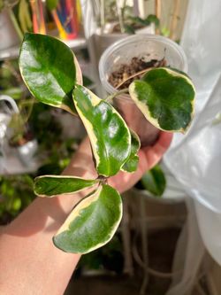 Hoya Crimson Queen