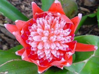 Bromeliads (many varieties)