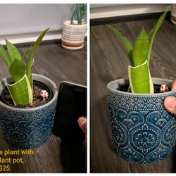 Snake Plant With Plant Pot
