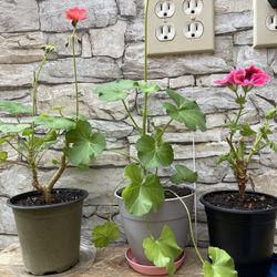 Blooming Pelargonium /Geranium House Plants (outdoors in summer).Each.
